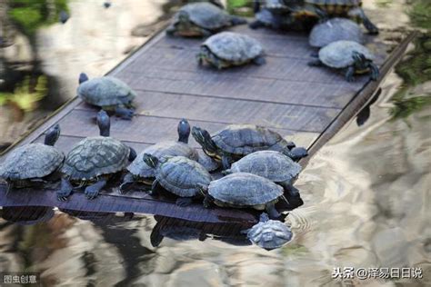 陸龜風水|龜五行與健康指南